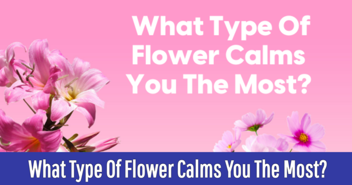 what-type-of-flower-calms-you-the-most-quiz