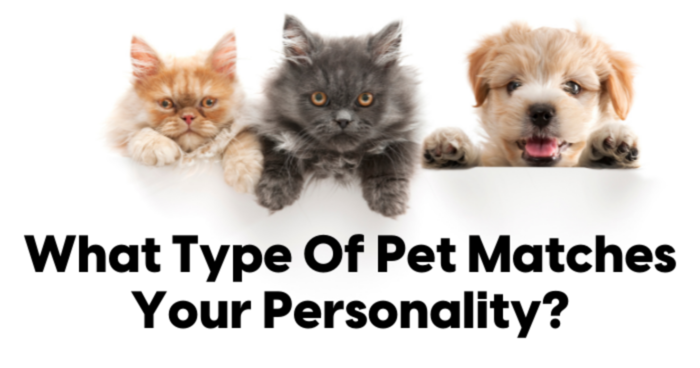what-type-of-pet-matches-your-personality-quiz
